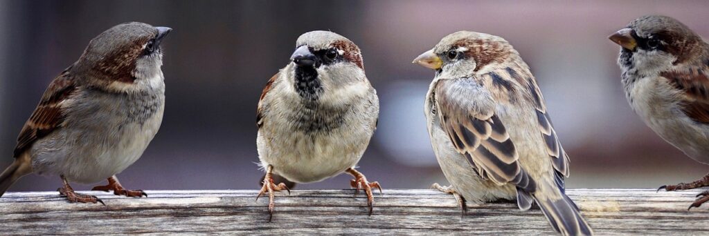 sparrows, sparrows family, birds-2759978.jpg